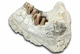 Fossil Running Rhino (Hyracodon) Jaw Section - South Dakota #355498-6